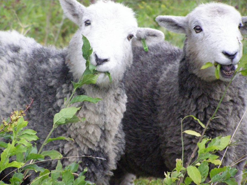 gorgeous-Herdwick-shot