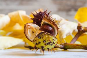 Conkers