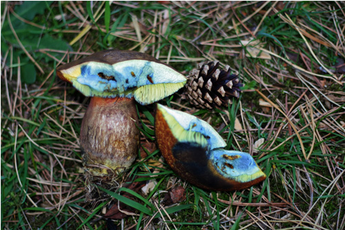foraging