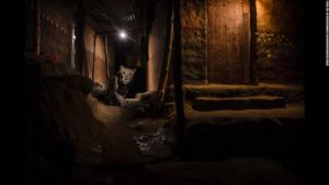161018103831-02-wildlife-photographer-of-the-year-2016-restricted-super-169
