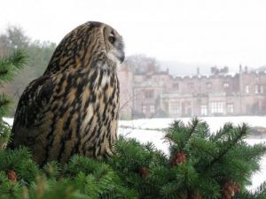 muncaster-castle-christmas-owls