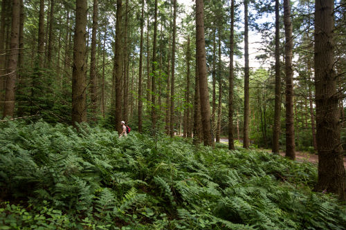 armathwaite_woods