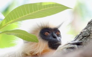 wildlife_photographer_cover