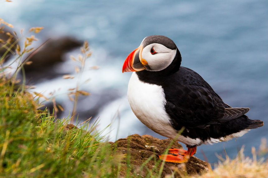 Everyone loves puffins. So how are these adorable seabirds faring