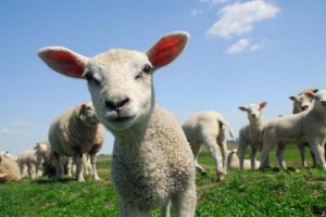 The Dangers of Lambing Season