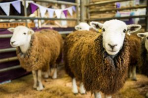 wool