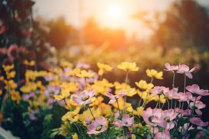 Get Your Garden Ready for Spring