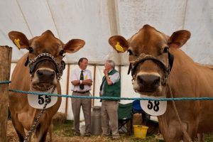 Cumberland Show