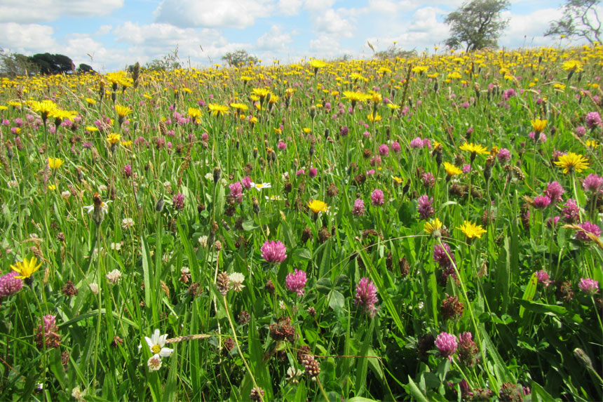 Eycott Hill Nature Reserve