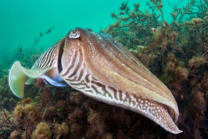 Cuttlefish, as found in Beachy Head rMCZ. Credit: Alex Mustard/2020 Vision
