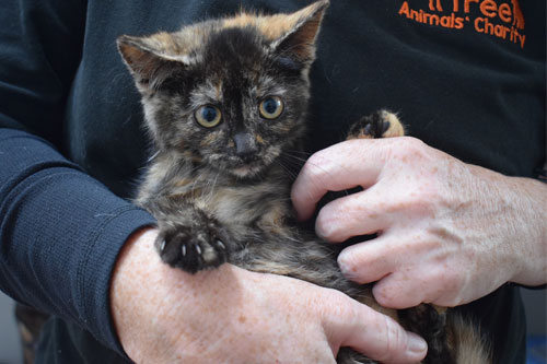 Cat at Oak Tree Farm