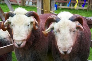 Gosforth Show