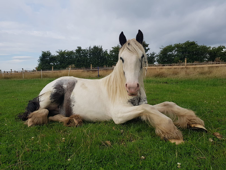 The Tack Shack - Oak Tree Animals' Charity - Cumbria Animal Rescue