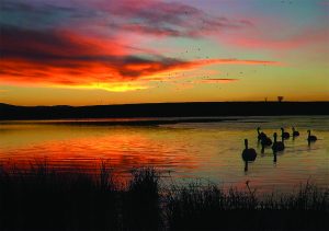 Cumbria Wildlife Trust Calendar winner announced