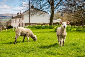 New-born lambs mark the change in season