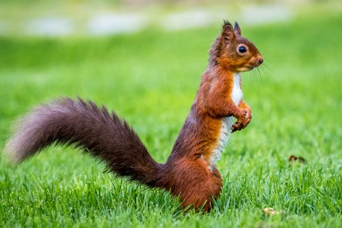 Cumbria Guide | SOS - Save Our Squirrels | Cumbria Guide