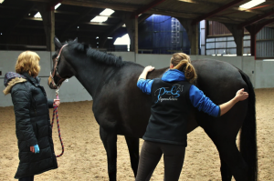 PhysiGo Equestrian