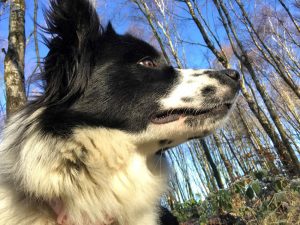 Oak Tree Animals’ Charity is giving away Golden Tickets!