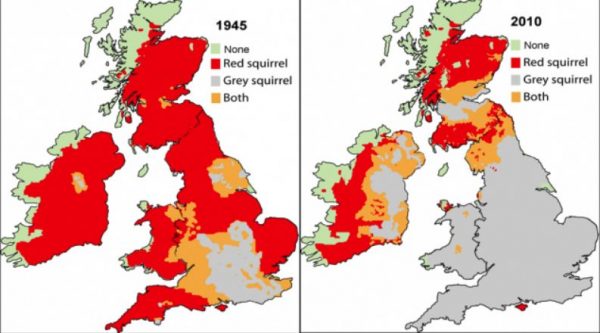 Red and grey squirrels distribution in the British Isles in 1945 and 2010. © Craig Shuttleworth/RSST