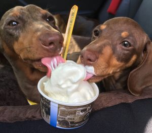 Hold the Hot Dogs… Keep Your Pet Cool This Summer