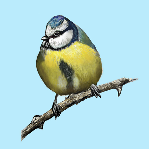 Fully Fledged Tit