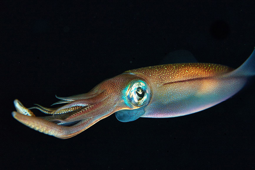 Кальмар фото живой в воде Cumbria Guide 62. The European Squid (Loligo Vulgaris) Wildlife of the Solway Cu