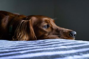 Advice from Oak Tree Animals’ Charity for your pet during isolation