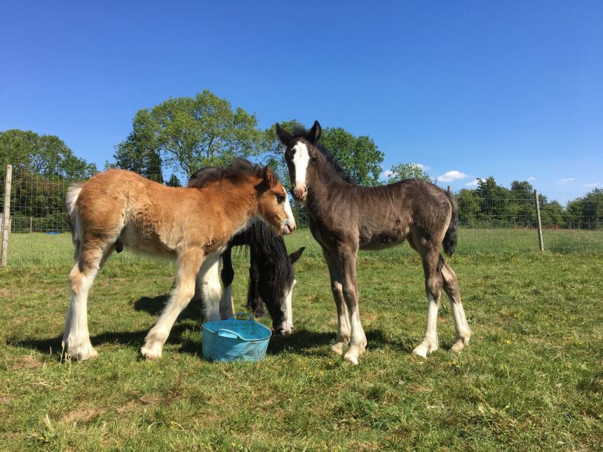 Animal Charity plans for reopening of site and Charity Shop