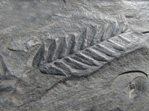63. Fossils. Wildlife of The Solway Firth