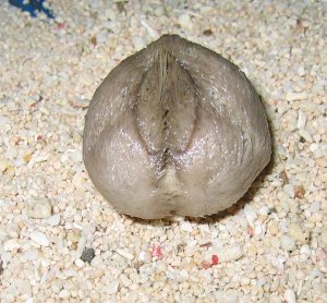 64. The Sea Potato (Echinocardium cordatum) Wildlife of The Solway