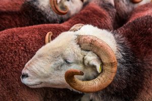 coloured herdwick wool