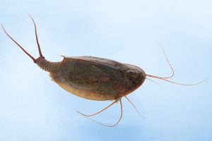 66. The Tadpole Shrimp. Wildlife of the Solway