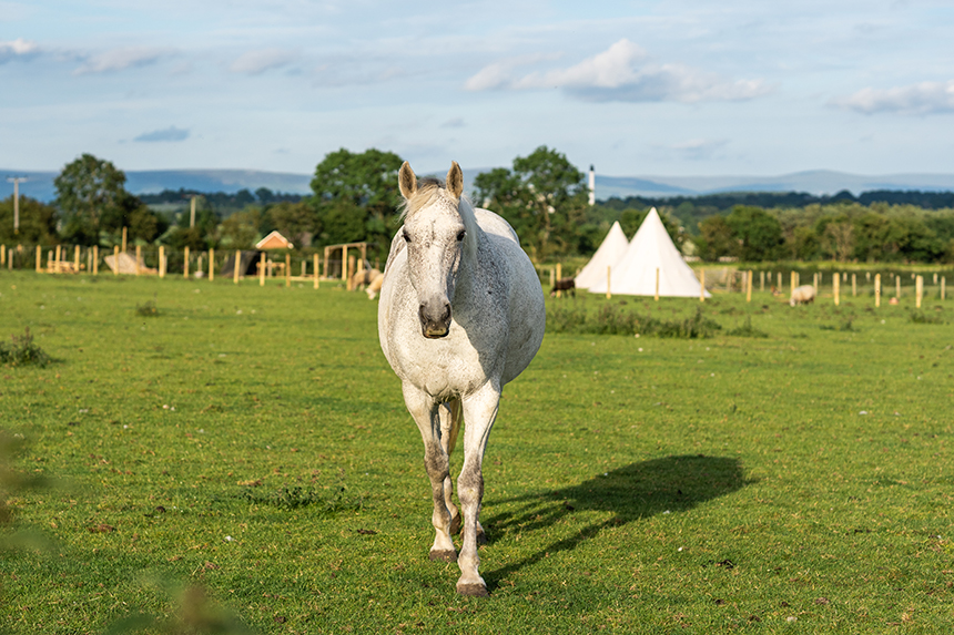 Cumbria Guide | Don’t Feed The Horses | Cumbria Guide