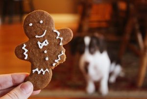 Santa Paws is coming to town! Keep your pooch safe this Christmas