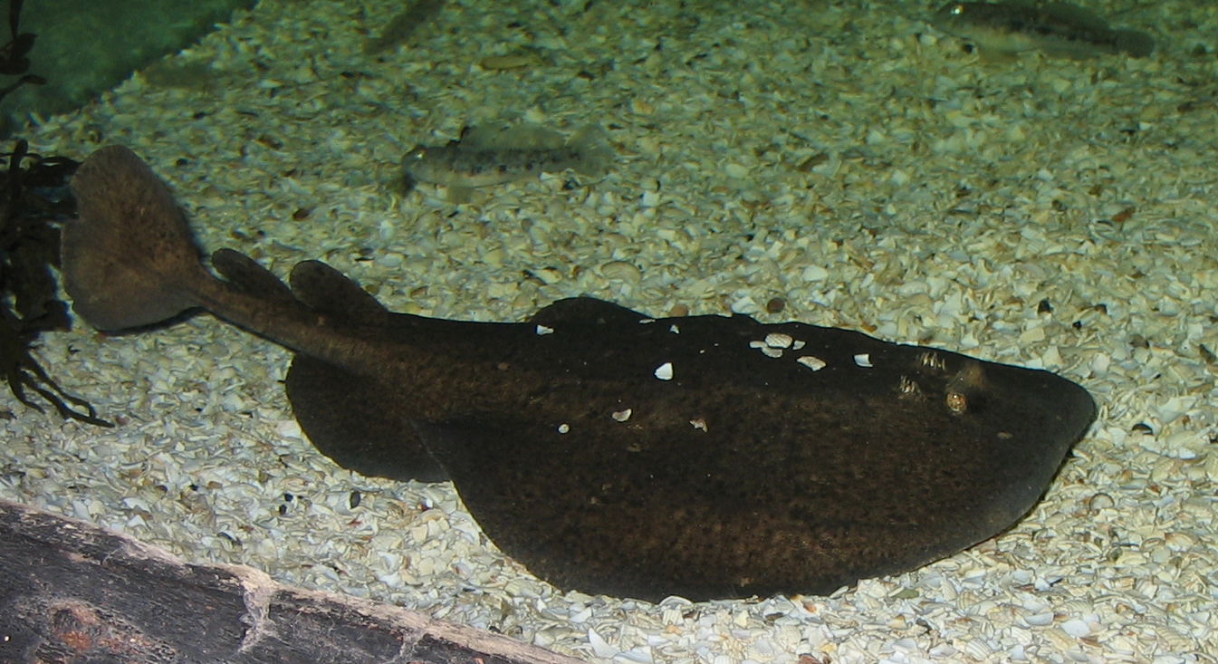 69. The Electric Ray – Wildlife Of The Solway