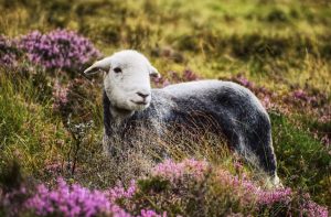 Getting that perfect shot – Just what the Doctor Ordered