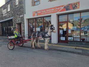 Shop at Oak Tree Animals’ Charity