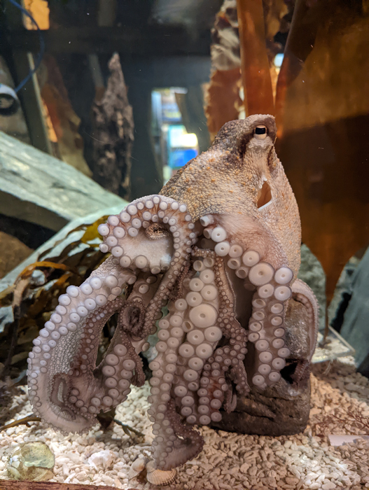 Sucker for soccer: octopus predicts World Cup finalist