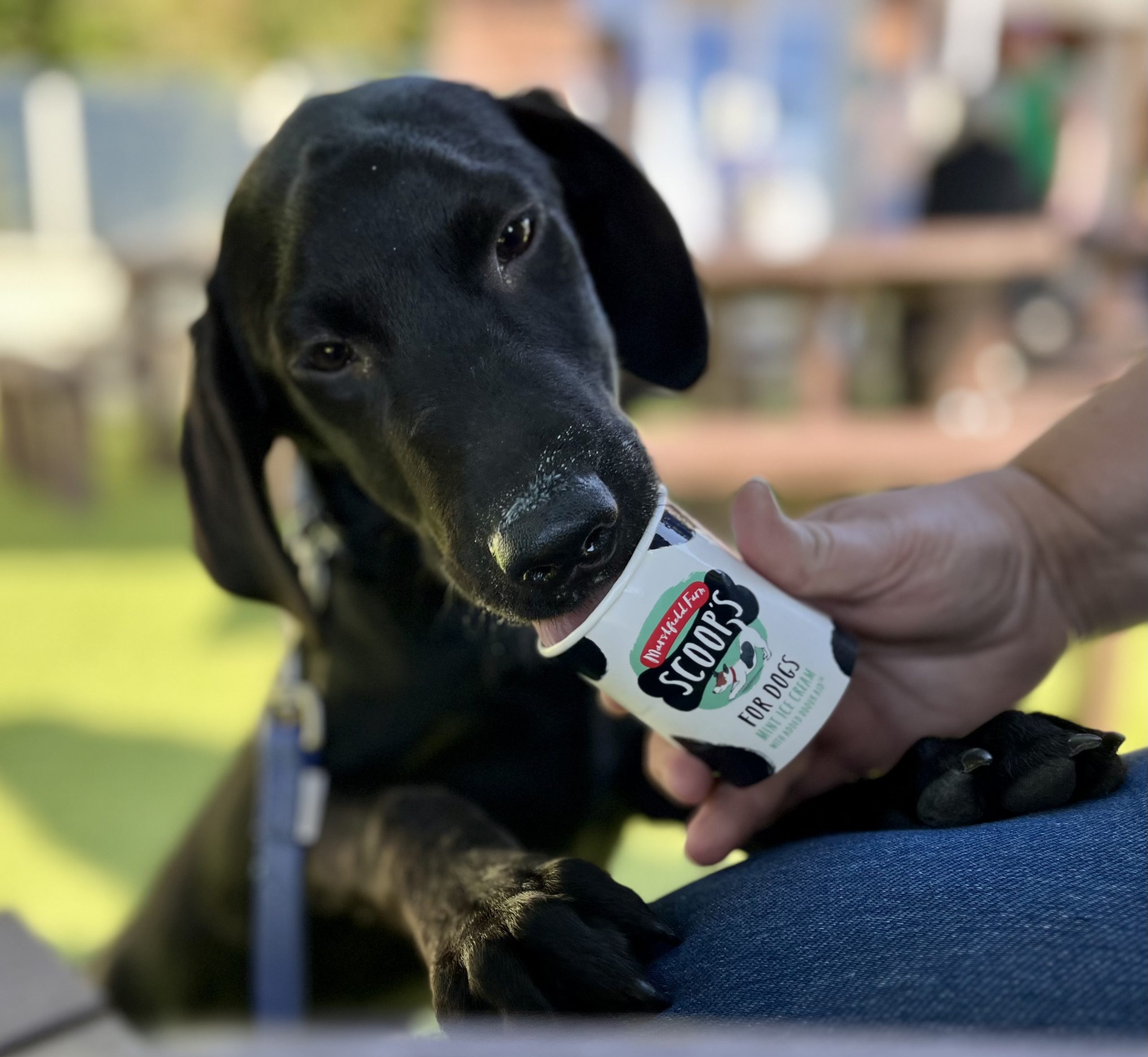 Oak Tree Animals’ Charity Annual Summer Fair