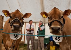 Agricultural Shows - Wellies at the ready, it’s show time!