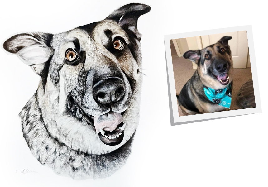 Pet Artis Tim Allison