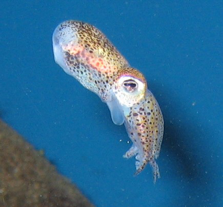 Wildlife of The Solway Firth 79 - The Little Cuttle Sepiola atlantica
