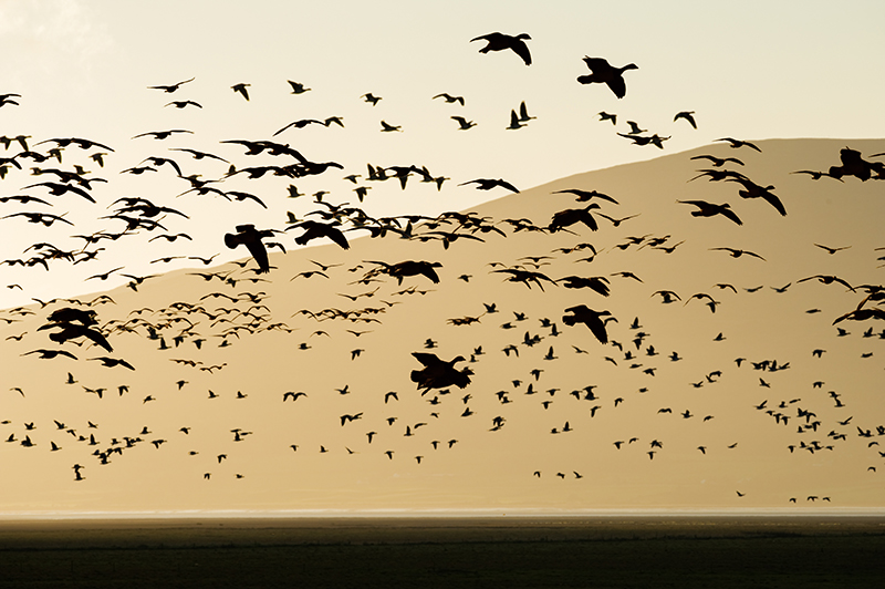 All eyes to the Solway skies! Autumn migration Spectacle at WWT Caerlaverock