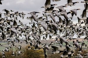 All eyes to the Solway skies! Autumn migration Spectacle at WWT Caerlaverock