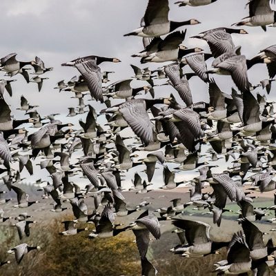 All eyes to the Solway skies! Autumn migration Spectacle at WWT Caerlaverock