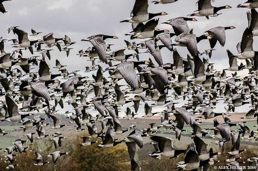 All eyes to the Solway skies! Autumn migration Spectacle at WWT Caerlaverock