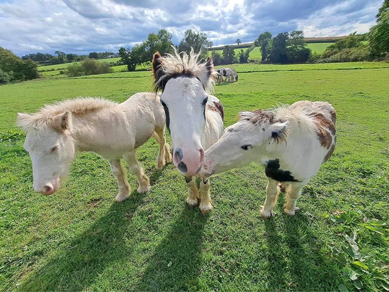 Oak Tree helped over 4,400 animals in 2023