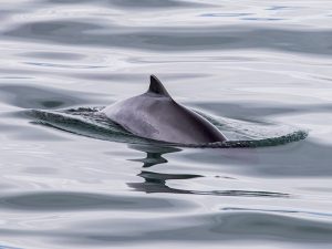 Wildlife of the Solway Firth. The Harbour Porpoise (Phocoena Phocoena)