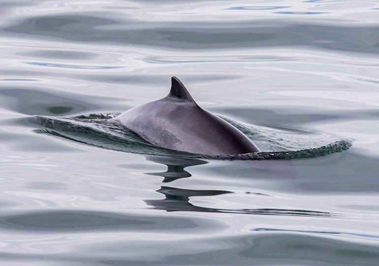 Wildlife of the Solway Firth. The Harbour Porpoise (Phocoena Phocoena)