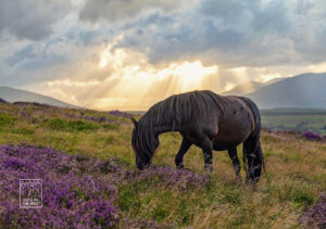Herd about Cumbria's Fell Ponies?